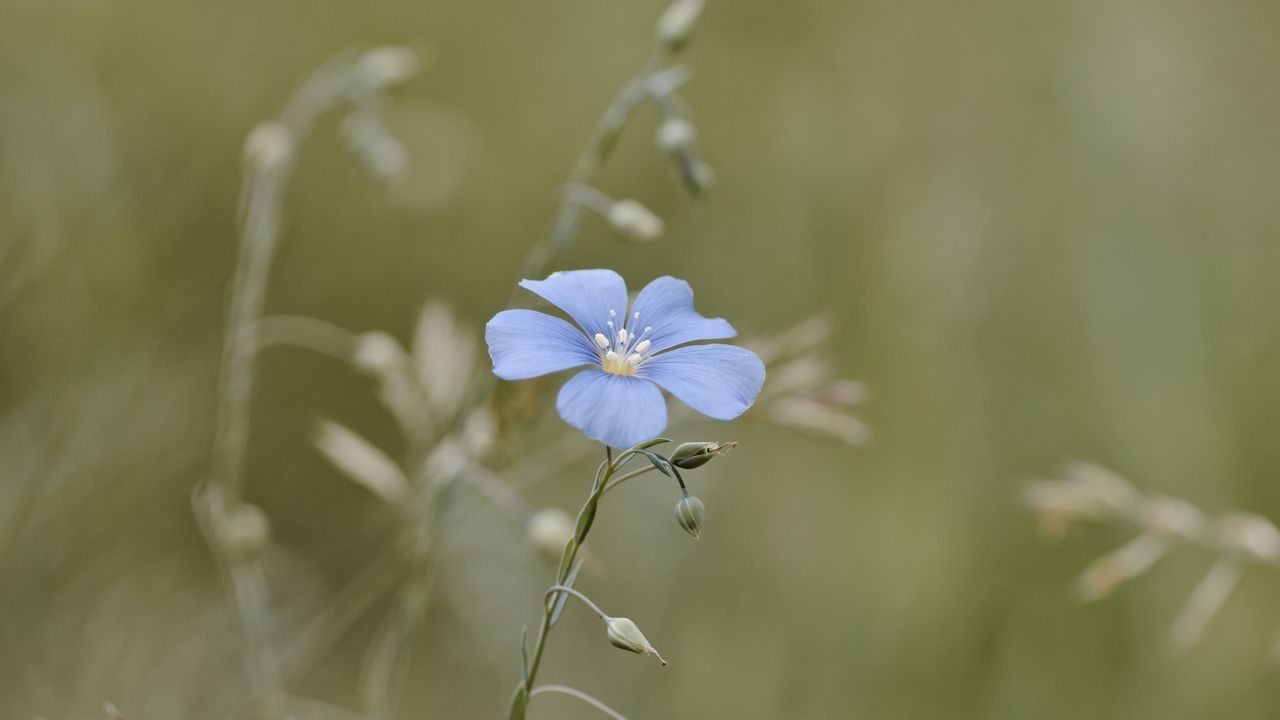 Wallpaper flax, flower, petals, blue