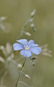 Preview wallpaper flax, flower, petals, blue