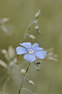 Preview wallpaper flax, flower, petals, blue