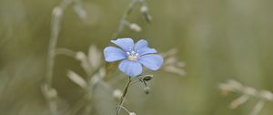 Preview wallpaper flax, flower, petals, blue