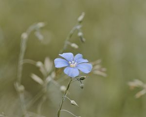 Preview wallpaper flax, flower, petals, blue