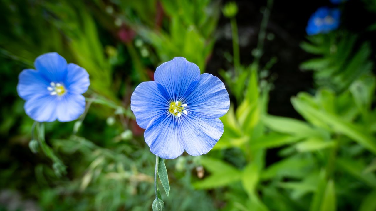 Wallpaper flax, petals, flower, plant, blue
