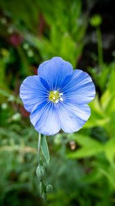 Preview wallpaper flax, petals, flower, plant, blue
