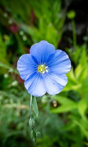 Preview wallpaper flax, petals, flower, plant, blue