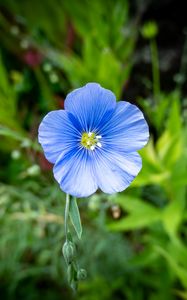 Preview wallpaper flax, petals, flower, plant, blue