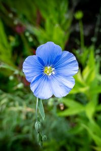 Preview wallpaper flax, petals, flower, plant, blue
