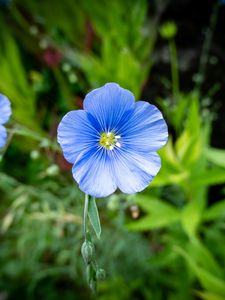 Preview wallpaper flax, petals, flower, plant, blue