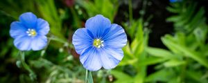 Preview wallpaper flax, petals, flower, plant, blue