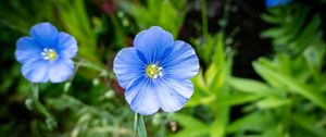 Preview wallpaper flax, petals, flower, plant, blue