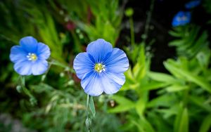 Preview wallpaper flax, petals, flower, plant, blue