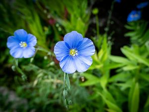 Preview wallpaper flax, petals, flower, plant, blue