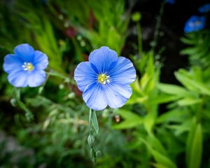 Preview wallpaper flax, petals, flower, plant, blue