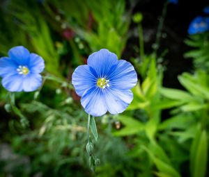 Preview wallpaper flax, petals, flower, plant, blue