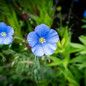 Preview wallpaper flax, petals, flower, plant, blue