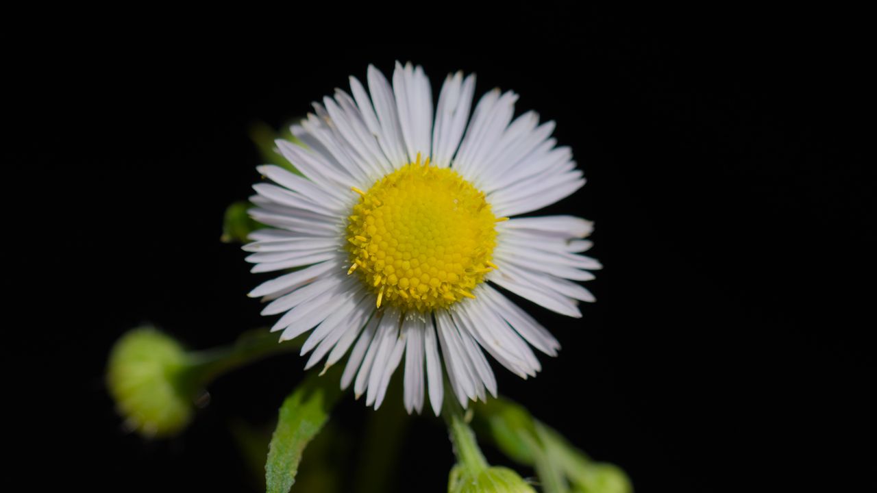 Wallpaper fleabane, flower, petals, black background