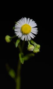 Preview wallpaper fleabane, flower, petals, black background