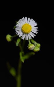 Preview wallpaper fleabane, flower, petals, black background