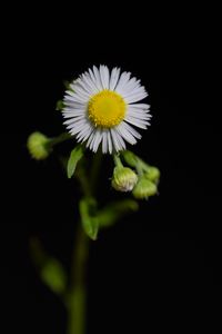 Preview wallpaper fleabane, flower, petals, black background