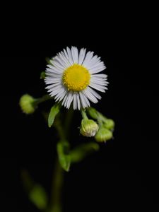 Preview wallpaper fleabane, flower, petals, black background