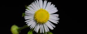 Preview wallpaper fleabane, flower, petals, black background