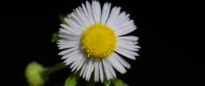 Preview wallpaper fleabane, flower, petals, black background