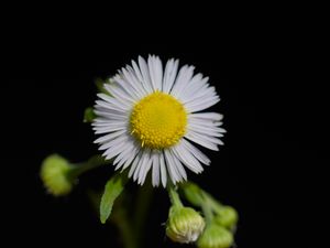 Preview wallpaper fleabane, flower, petals, black background