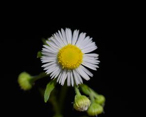 Preview wallpaper fleabane, flower, petals, black background