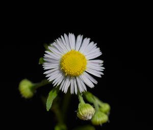 Preview wallpaper fleabane, flower, petals, black background