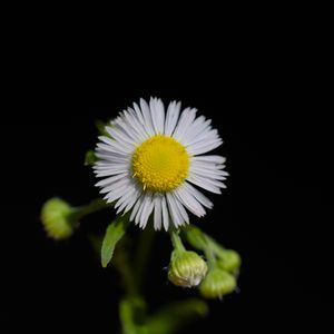 Preview wallpaper fleabane, flower, petals, black background