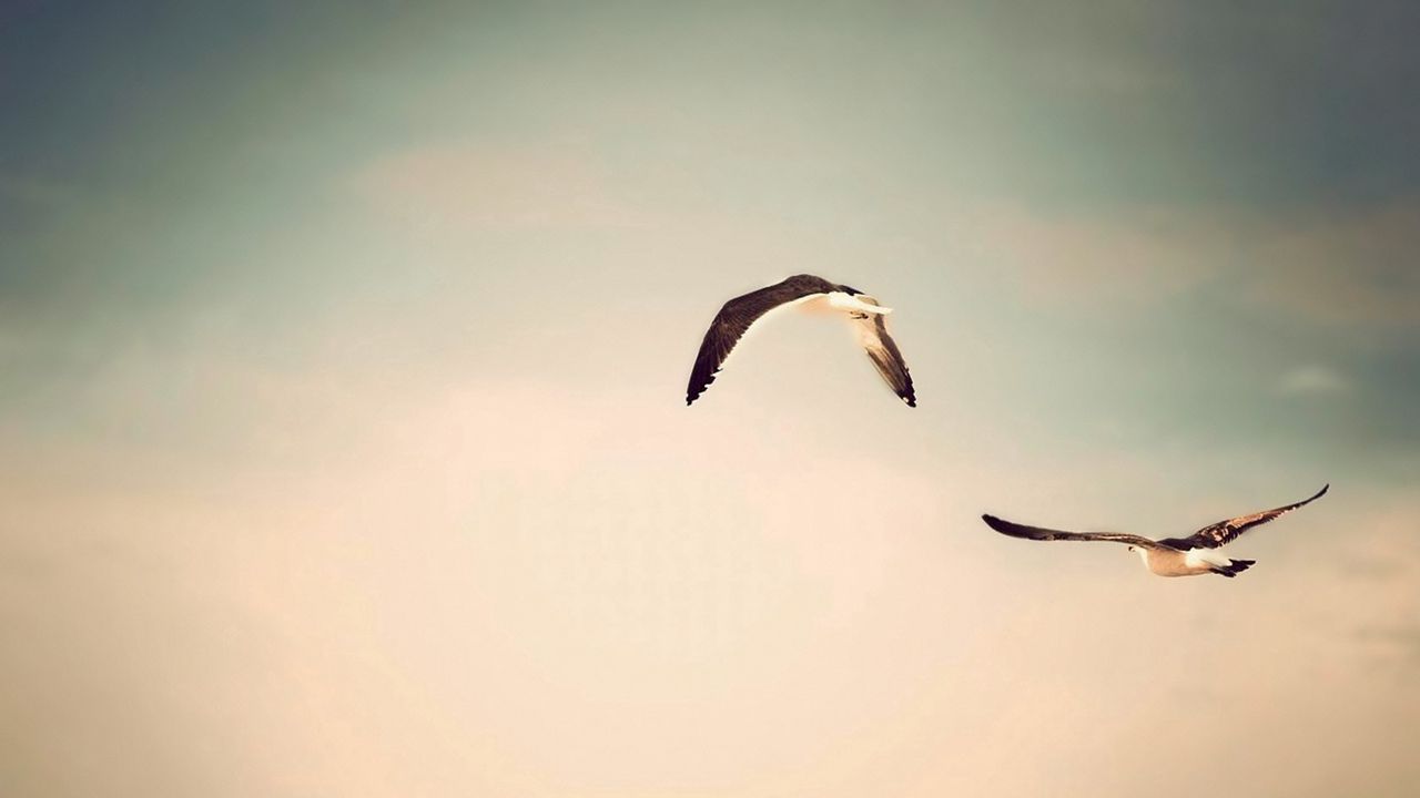 Wallpaper flight, birds, sky