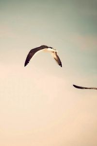Preview wallpaper flight, birds, sky