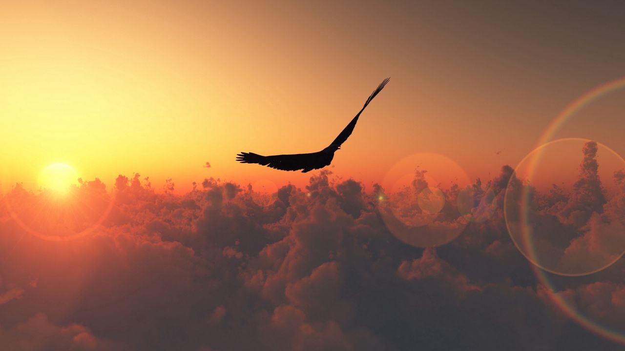 Wallpaper flight, clouds, sun, birds
