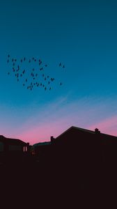 Preview wallpaper flock, birds, night, roofs