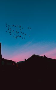 Preview wallpaper flock, birds, night, roofs