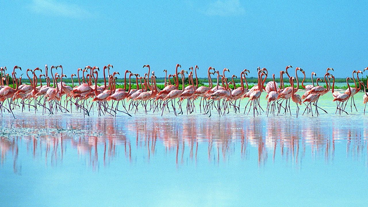 Wallpaper flock, pink flamingos, reflection