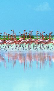 Preview wallpaper flock, pink flamingos, reflection