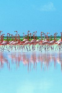 Preview wallpaper flock, pink flamingos, reflection