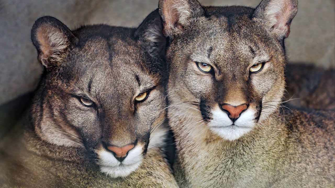 Wallpaper florida cougar, cougar, predator, big cat, animal