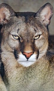 Preview wallpaper florida cougar, cougar, predator, big cat, animal