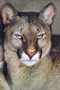 Preview wallpaper florida cougar, cougar, predator, big cat, animal