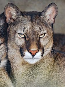 Preview wallpaper florida cougar, cougar, predator, big cat, animal