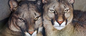 Preview wallpaper florida cougar, cougar, predator, big cat, animal