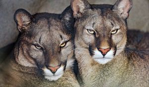 Preview wallpaper florida cougar, cougar, predator, big cat, animal
