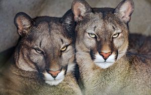 Preview wallpaper florida cougar, cougar, predator, big cat, animal