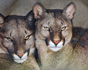 Preview wallpaper florida cougar, cougar, predator, big cat, animal