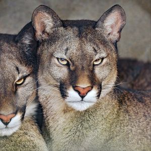 Preview wallpaper florida cougar, cougar, predator, big cat, animal