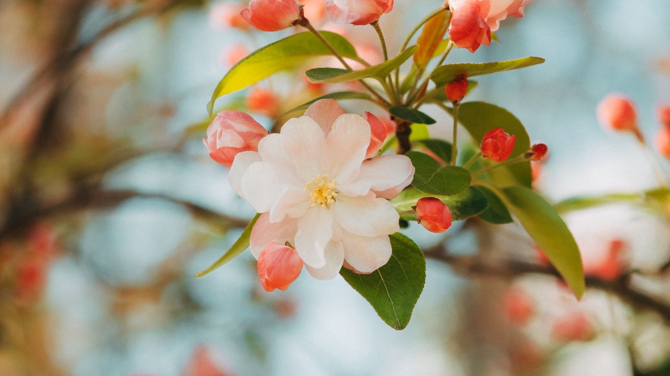 Download wallpaper 1366x768 flower apple branch pink gentle blooms  spring tablet laptop hd background