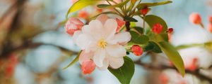 Preview wallpaper flower, apple, branch, pink, gentle, blooms, spring