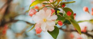 Preview wallpaper flower, apple, branch, pink, gentle, blooms, spring