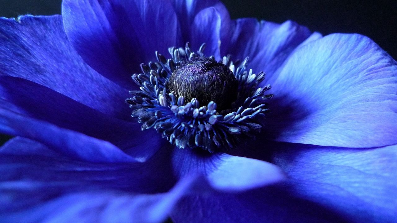 Wallpaper flower, background, blue, black, petals